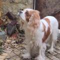 https://fr.holidog.com/ImagesPetSitters/1B429203-3485-4035-AC7C-B924D41322EE_square_120.jpg Pet-sitter-attentionnée-1191109-2