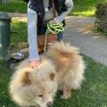 le-compagnon-de-nos-compagnons--1003808-1