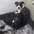 https://fr.holidog.com/ImagesPetSitters/1BDC5A6E-B4C8-4D5B-8FAC-9ECC4CA3B28A_square_120.jpg Le-bien-être-des-animaux-avant-tout-210225-3