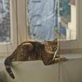 https://fr.holidog.com/ImagesPetSitters/1C14FCCF-3BDF-4220-A2C3-9257978C7485_square_120.jpg 🐶-Promenades-et-visites-(78/Paris)-1112078-1