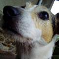 https://fr.holidog.com/ImagesPetSitters/1CF18BA8-2B67-4CD4-AF18-3771BB7CFF63_square_120.jpg The-Dog-Lover-351238-1