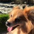 Grande-amoureuse-des-animaux-1161670-1