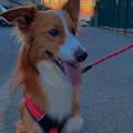 https://fr.holidog.com/ImagesPetSitters/1D7FBBCB-422F-41FD-8ACA-A766CA240BA0_square_120.jpg --1170415-3