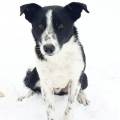 https://fr.holidog.com/ImagesPetSitters/1DA80EE3-BA95-4044-843D-5068326A4160_square_120.jpg 698319-1
