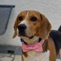 https://fr.holidog.com/ImagesPetSitters/1E6CC6E6-5B16-48AE-B0F6-6CA6470E9406_square_120.jpg L’amour-des-chiens--1044531-2