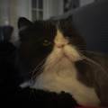 https://fr.holidog.com/ImagesPetSitters/1F38ACE4-E691-441D-BEB2-DAB9AC7DB3DC_square_120.jpg Pet-sitter-sérieuse-et-attentionnée-1102680-2