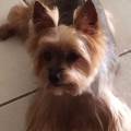 https://fr.holidog.com/ImagesPetSitters/1FAB25A4-368A-475B-B363-9C5C3B89D476_square_120.jpg Etudiante-en-comportemental-animal--312004-2