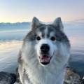 https://fr.holidog.com/ImagesPetSitters/20114FDA-4D13-48C8-933F-63AD8BA66D6E_square_120.jpg Petsitter-Pontarlier-et-alentours--998093-1