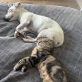 https://fr.holidog.com/ImagesPetSitters/2052B21E-93D4-45E9-9C10-D028E4B2E6A6_square_120.jpg Pet-sitter-fiable-et-attentionné--1112455-0