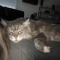 Petsitters-à-domicile-1158282-3