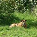 https://fr.holidog.com/ImagesPetSitters/20D6ED15-EC4E-49D4-B3E3-E657ADA0F517_square_120.jpg Un-ami-et-petsitter-au-poil-!--414543-1