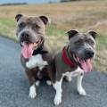 https://fr.holidog.com/ImagesPetSitters/212FE8E8-1CE3-48F9-8571-580BD2684121_square_120.jpg 1052075-1