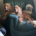 https://fr.holidog.com/ImagesPetSitters/213C326C-FC23-4BA9-A5E9-1EF774FAF5BC_square_120.jpg Les-animaux-ma-famille-1184932-1