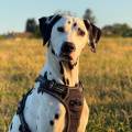 https://fr.holidog.com/ImagesPetSitters/21C51F22-F60A-48EB-8942-890082117576_square_120.jpg La-meilleure-amies-des-animaux--1104095-0