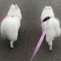 https://fr.holidog.com/ImagesPetSitters/2226CC0B-78C7-4B13-9B43-6802DC76F408_square_120.jpg Une-présence-pour-vos-compagnons-1180374-1