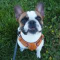 https://fr.holidog.com/ImagesPetSitters/222BDC33-0003-4EE6-8C99-E911EA863399_square_120.jpg Pet-Sitter-à-Châtel-Guyon-1018064-2