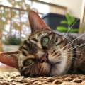 Petsitter-disponible-à-Orléans-1081054-1