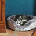 https://fr.holidog.com/ImagesPetSitters/22A84C34-9095-4BEC-8874-902D2AA9F29B_square_120.jpg Mon-Petit-Gardien-Poilu-1091821-0