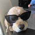 https://fr.holidog.com/ImagesPetSitters/22BD496B-1B42-4485-9C16-178953747CF2_square_120.jpg Lisa--623026-1