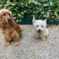 https://fr.holidog.com/ImagesPetSitters/22DCA15E-9377-4E76-9A7E-DE10AA483CEA_square_120.jpg Nathan,-Pet-Sitter-passionné!-1111073-1