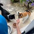 https://fr.holidog.com/ImagesPetSitters/2376939A-BC92-4286-8D94-9F2CE9287316_square_120.jpg Dog-sitter-sérieuse-à-Gagny-1058593-1
