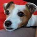 https://fr.holidog.com/ImagesPetSitters/23E15A5E-589D-4C67-8474-C4324D2C756F_square_120.jpg Clara-et-les-câlins--1116012-1
