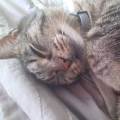 Etudiante-amoureuse-des-animaux-!!-1080168-3