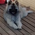 https://fr.holidog.com/ImagesPetSitters/242EB205-C6F6-4CA1-AF54-5BCC3E459A3D_square_120.jpg Vacances-pour-animaux--1176280-0