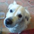 https://fr.holidog.com/ImagesPetSitters/24401306-68F3-4C20-AC45-F1A8E16E2283_square_120.jpg Les-Amis-des-Animaux-86916-3