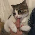 Garde-et-balades-d’animaux-🐶🐱-1148600-3