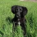 https://fr.holidog.com/ImagesPetSitters/2479A6E8-EC83-4D1A-A07D-1A8566F1C59A_square_120.jpg Entre-chiens-et-chats...-186286-0