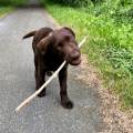 https://fr.holidog.com/ImagesPetSitters/24B62024-24AF-442E-9329-FA66531F98C3_square_120.jpg Offrez-des-vacances-à-votre-chien-1058651-2
