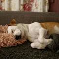 https://fr.holidog.com/ImagesPetSitters/24D73AF2-2A25-4A8D-967C-AC06BD5F8BDB_square_120.jpg Garde-d'animaux-a-votre-domicile-1109293-2