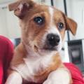 Pettsitter-tout-animal-623214-1