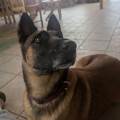 Gardienne-de-confiance-pour-animaux-1159803-2
