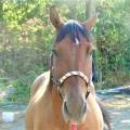 Le-cocon-des-animaux-1189244-3