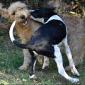 Pet-sitter-tarascon-sur-Ariège--1158984-3