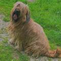 https://fr.holidog.com/ImagesPetSitters/25C90F8C-B77A-4633-9DC6-CD9CDAFB8946_square_120.jpg Dog-sitter-attentionnée-à-Sedan--1063330-2
