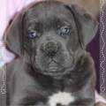 https://fr.holidog.com/ImagesPetSitters/261ECC75-BEBB-400F-B8C3-9D59EACCEE2C_square_120.jpg La-casa-des-animaux-398824-0