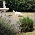 La-dame-au-chien-blanc-340387-2