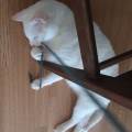https://fr.holidog.com/ImagesPetSitters/26788465-7B71-45FD-8C47-BD8266CBE255_square_120.jpg Catsitter-+-aspirante-dogsitter-52437-3