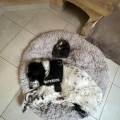https://fr.holidog.com/ImagesPetSitters/26947096-93BA-4160-8A08-42BDBF921BB8_square_120.jpg Amoureux-des-animaux--1065266-3