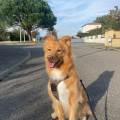 Maman-chien-|-15-ans-d’expérience-1109190-0