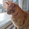 le-chat-curieux-1162062-2