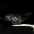 Bienveillance-pour-vos-compagnons-1148962-2