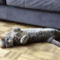 Douceur-pour-vos-petits-amours--1155738-2