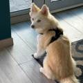 https://fr.holidog.com/ImagesPetSitters/288905A1-7B17-426C-B0ED-73E36665F210_square_120.jpg Petsitter-Confirmée-1191150-2