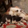 De-l'affection-et-du-sur-mesure-1161485-2
