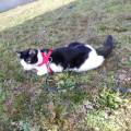 Garde-d'animaux-806091-3