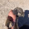La-meilleure-amie-des-animaux-1067624-2